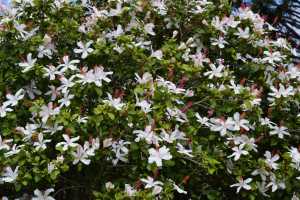 carrick hill 2014 (96)